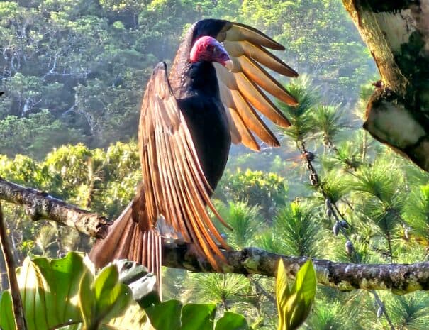 Turkey Vulture · morning thermal